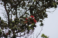 Metrosideros polymorpha