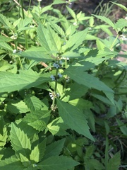 Mentha canadensis