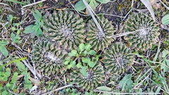 Parodia erinaceus