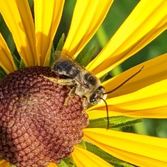 Melissodes trinodis