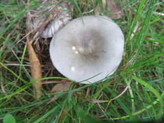Russula cyanoxantha