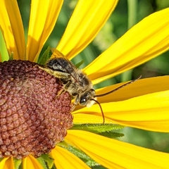 Melissodes trinodis