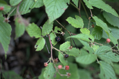 Rubus allegheniensis