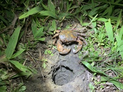 Nanhaipotamon formosanum