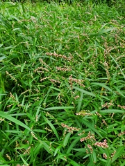 Persicaria minor