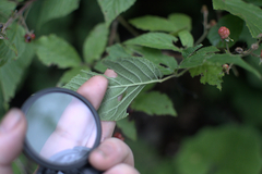Rubus allegheniensis
