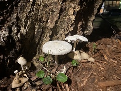 Leucocoprinus cepistipes