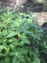 Mentha canadensis