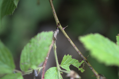 Rubus allegheniensis