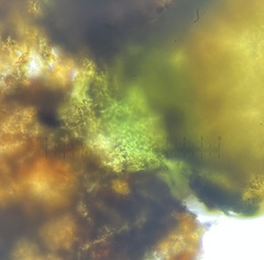 Delitschia polyspora