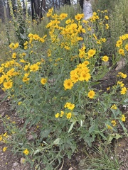 Verbesina encelioides