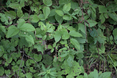 Rubus allegheniensis