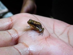 Mannophryne herminae