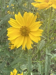 Verbesina encelioides