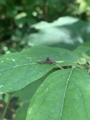 Graphocephala coccinea