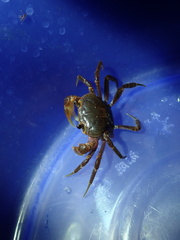 Nanhaipotamon formosanum