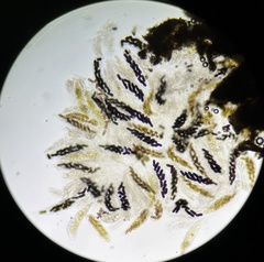 Delitschia polyspora