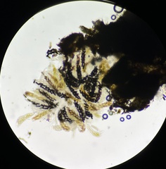 Delitschia polyspora