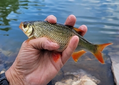 Scardinius erythrophthalmus
