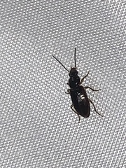 Stenolophus ochropezus