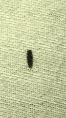 Hydroptilidae