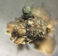 Delitschia polyspora