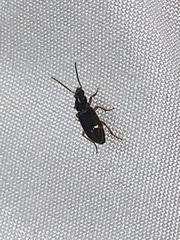 Stenolophus ochropezus