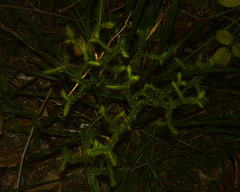 Lycopodiaceae