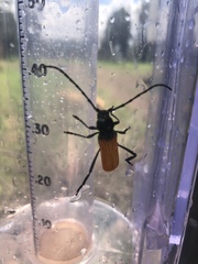 Tragidion coquus