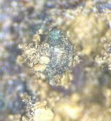 Delitschia polyspora