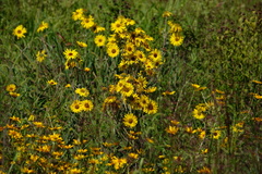 Helianthus angustifolius
