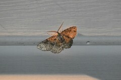 Melanolophia signataria