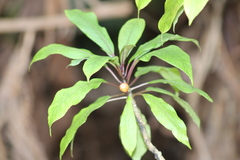 Clermontia parviflora