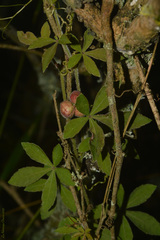 Clematicissus