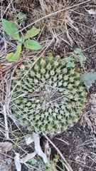 Parodia erinaceus