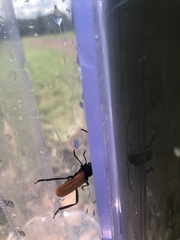 Tragidion coquus