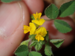 Medicago truncatula
