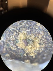 Delitschia polyspora