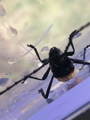 Tragidion coquus