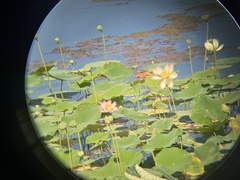 Nelumbo nucifera