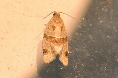 Clepsis peritana
