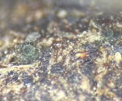 Delitschia polyspora