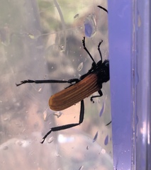Tragidion coquus