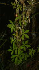 Clematicissus