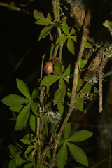 Clematicissus