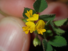 Medicago truncatula