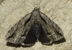 Catocala angusi