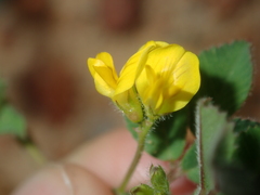 Medicago truncatula
