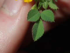 Medicago truncatula