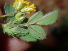 Medicago truncatula